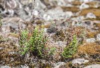 Cheilanthes sieberi image