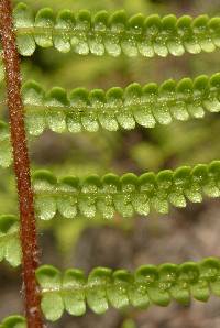 Gleichenia microphylla image