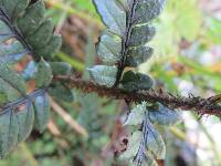 Polystichum neozelandicum image