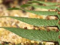 Adiantum novae-caledoniae image