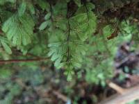 Hymenophyllum revolutum image