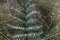 Polystichum neozelandicum image