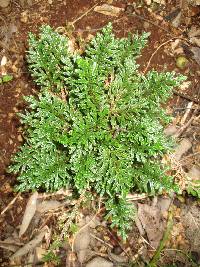 Selaginella convoluta image