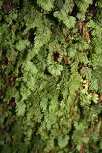 Hymenophyllum rarum image