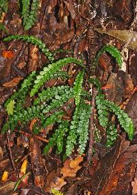 Austroblechnum membranaceum image