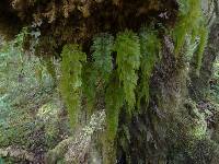 Hymenophyllum flabellatum image