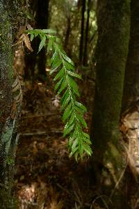 Tmesipteris sigmatifolia image