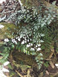 Asplenium hookerianum image