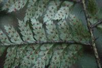 Polystichum neozelandicum image