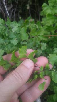 Adiantum jordanii image