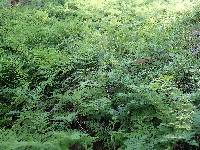 Cheilanthes austrotenuifolia image
