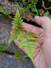 Gymnocarpium robertianum image