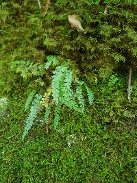 Asplenium viride image