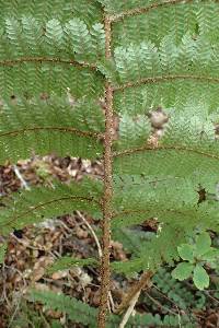 Alsophila colensoi image