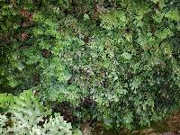 Hymenophyllum rarum image