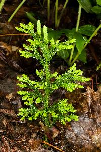 Dendrolycopodium dendroideum image