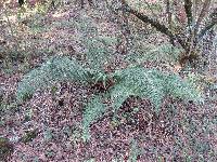 Polystichum speciosissimum image