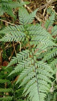 Polystichum neozelandicum image