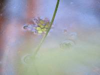 Salvinia minima image