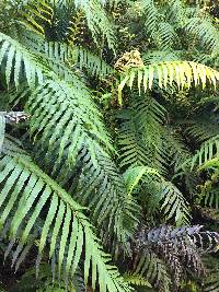 Parablechnum novae-zelandiae image