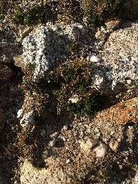 Selaginella eremophila image