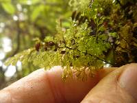 Hymenophyllum multifidum image