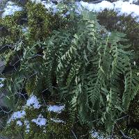 Polypodium glycyrrhiza image