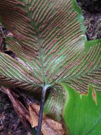 Asplenium hemionitis image