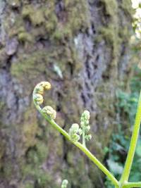 Pteridium latiusculum subsp. pubescens image