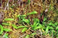 Ophioglossum coriaceum image