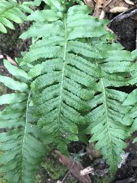 Polypodium californicum image