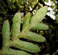 Pleopeltis ecklonii image