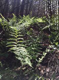 Dryopteris arguta image