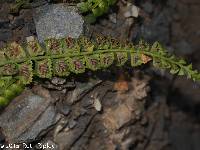 Asplenium gilliesii image