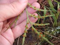 Asplenium flaccidum image