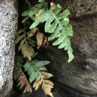 Polypodium californicum image