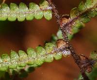 Gleichenia microphylla image