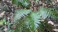 Leptopteris hymenophylloides image