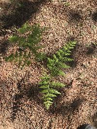 Pteridium feei image