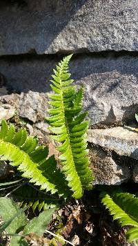 Polystichum lonchitis image