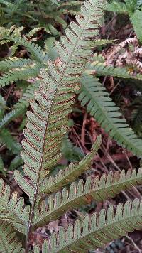 Pteris fauriei image