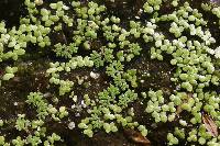 Azolla filiculoides image