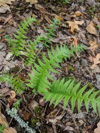 Polypodium glycyrrhiza image