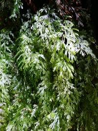 Hymenophyllum flabellatum image