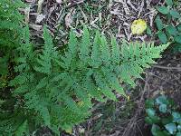 Pteris tremula image