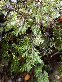 Hymenophyllum multifidum image