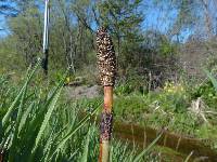 Equisetum telmateia image