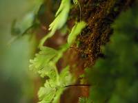 Hymenophyllum flabellatum image