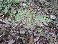 Athyrium angustum image