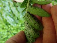 Asplenium obtusatum image